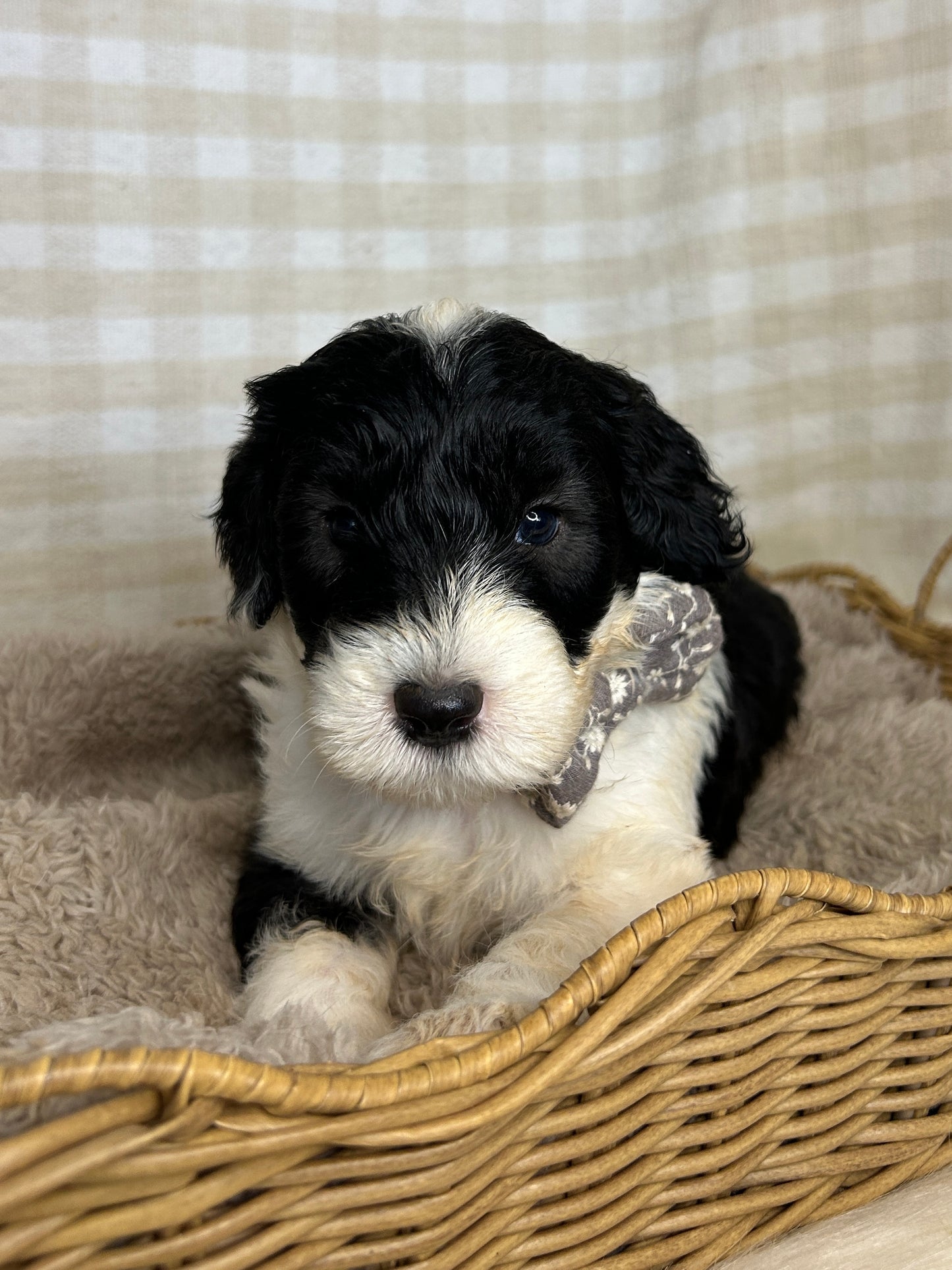 7 x F1 Mini Sheepadoodles (Old English Sheepdog x Mini Poodle)