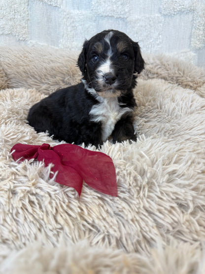 F1 Standard Bernedoodles (Bernese Mountain Dog x Standard Poodle)