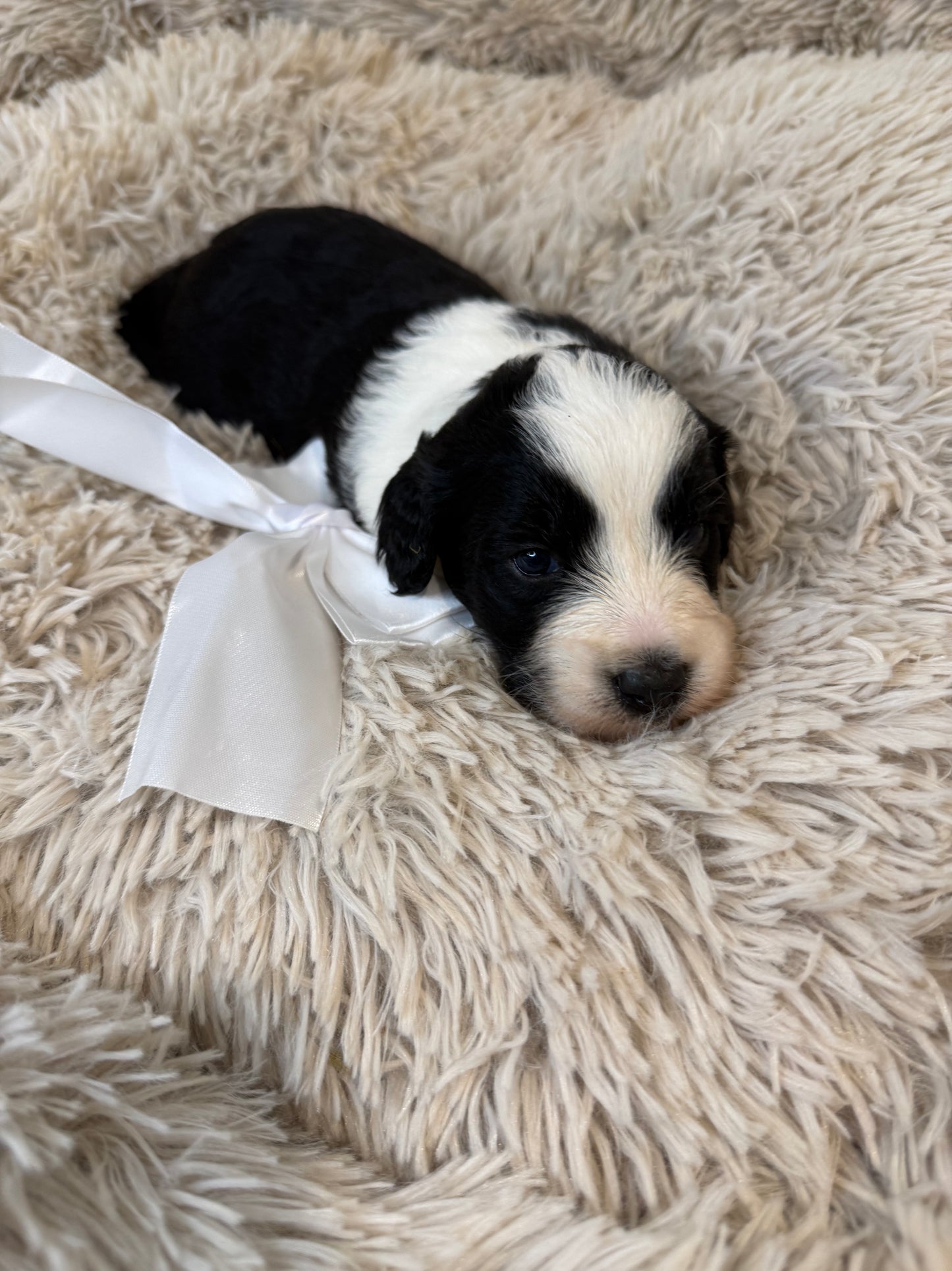 F1b Medium Bernedoodles (Standard Bernedoodle x Mini Poodle)