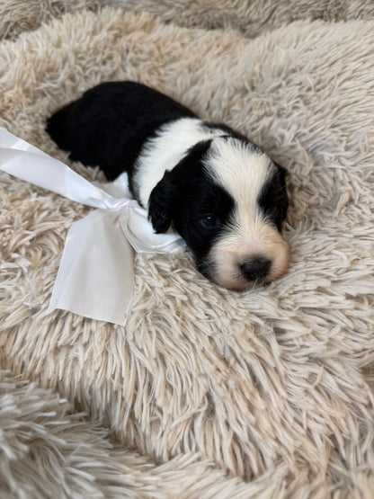 F1b Medium Bernedoodles (Standard Bernedoodle x Mini Poodle)