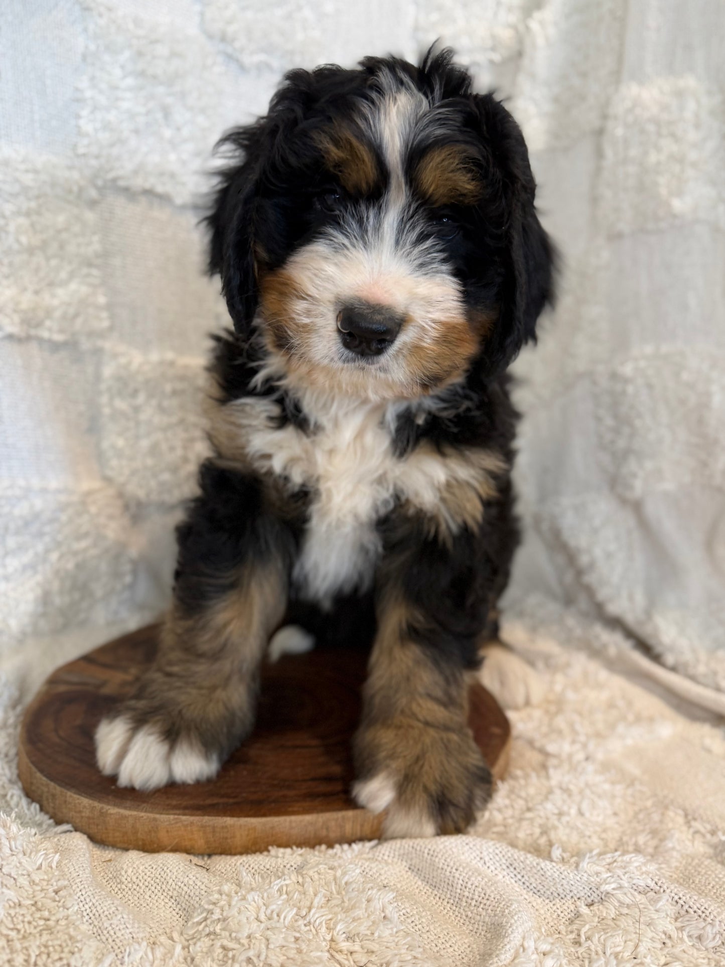 MONTY - Ultra Standard Bernedoodle (Bernese Mountain Dog x Standard Bernedoodle)