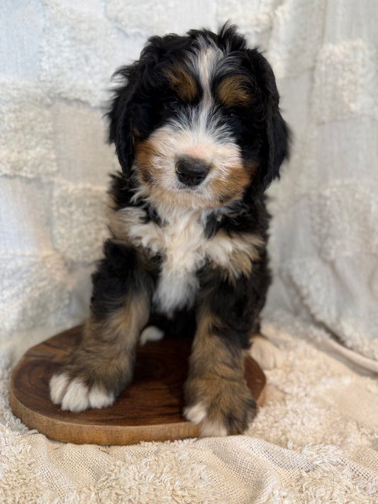 MONTY - Ultra Standard Bernedoodle (Bernese Mountain Dog x Standard Bernedoodle)