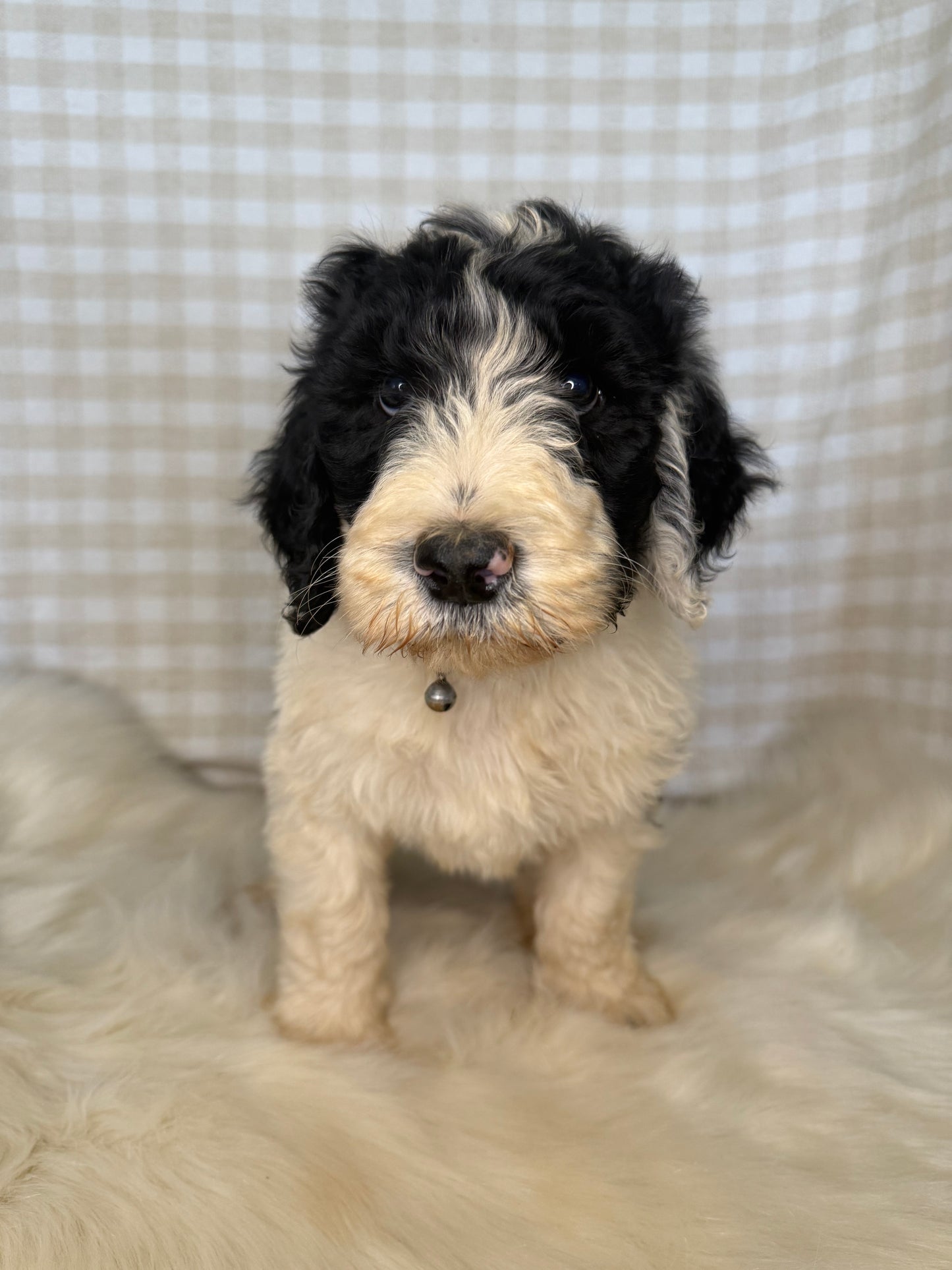 3 x F1 Standard Sheepadoodles (Old English Sheepdog x Standard Poodle)