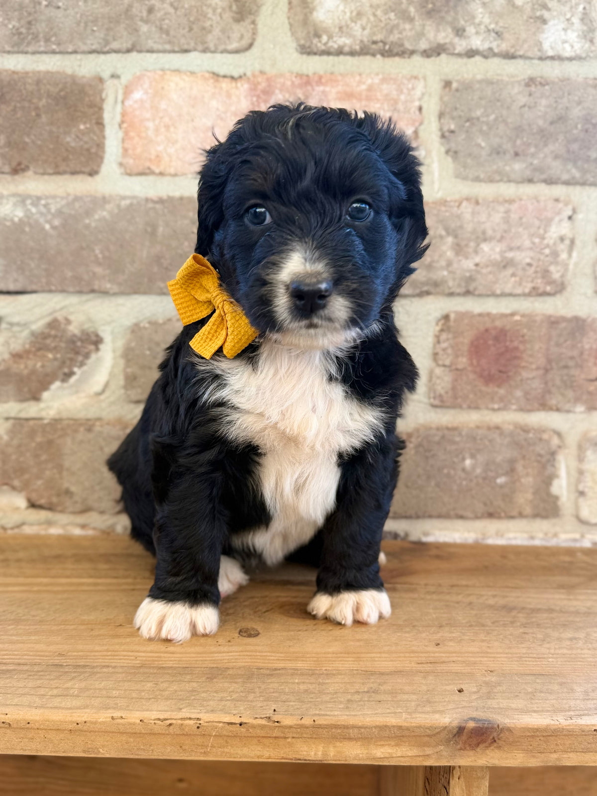 F1 Standard Bernedoodles (Bernese Mountain Dog x Standard Poodle)