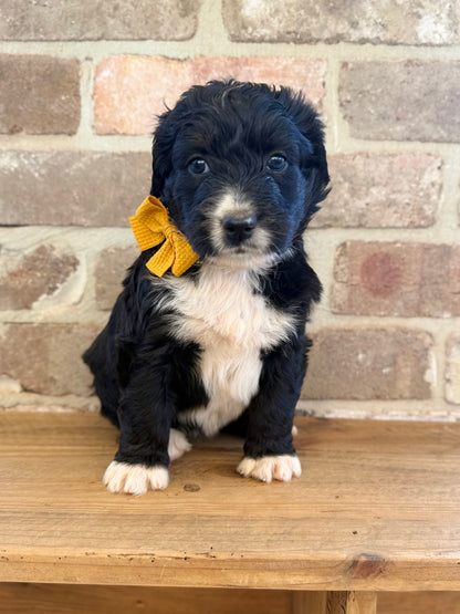 F1 Standard Bernedoodles (Bernese Mountain Dog x Standard Poodle)