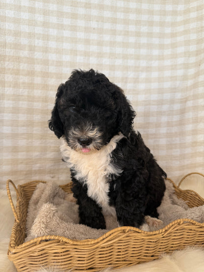 1 x F1 Standard Sheepadoodles (Old English Sheepdog x Standard Poodle)