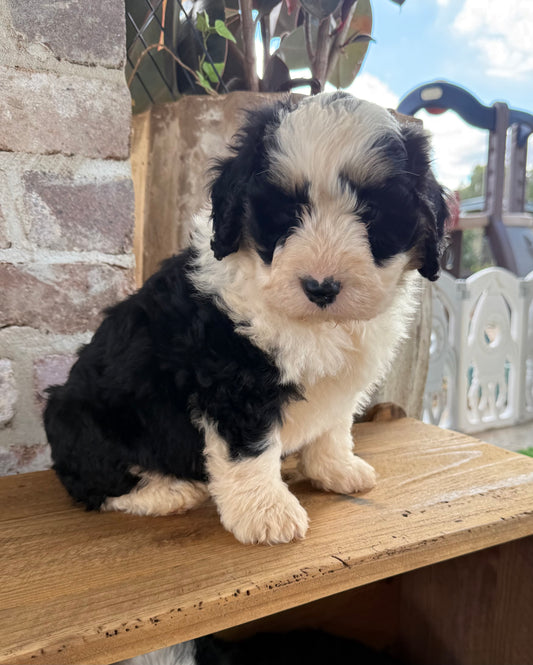 MURPHY - F1 Mini Bernedoodle Male (Bernese Mountain Dog x Mini Poodle)