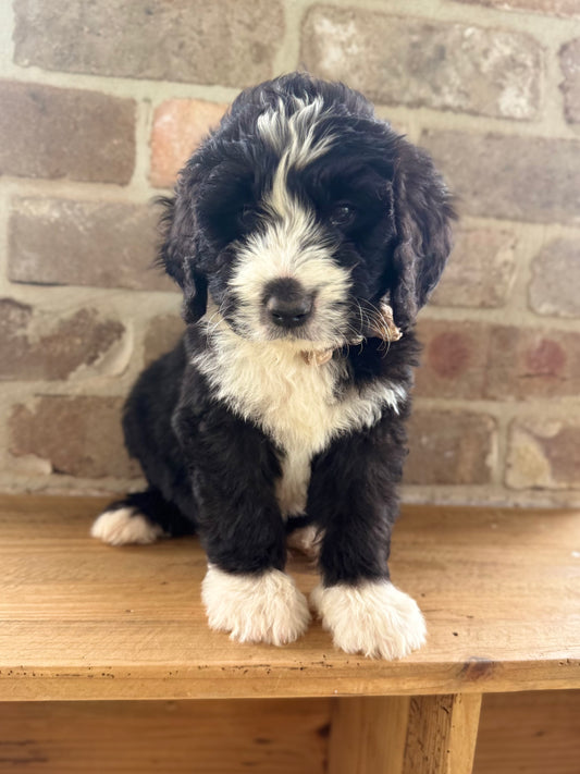 2 x F1 Standard Bernedoodles (Bernese Mountain Dog x Standard Poodle) READY END OF OCTOBER