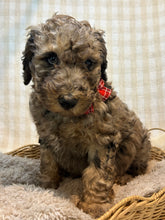 Load image into Gallery viewer, 3 x F1b Standard Bernedoodles (Standard Bernedoodle x Standard Poodle)
