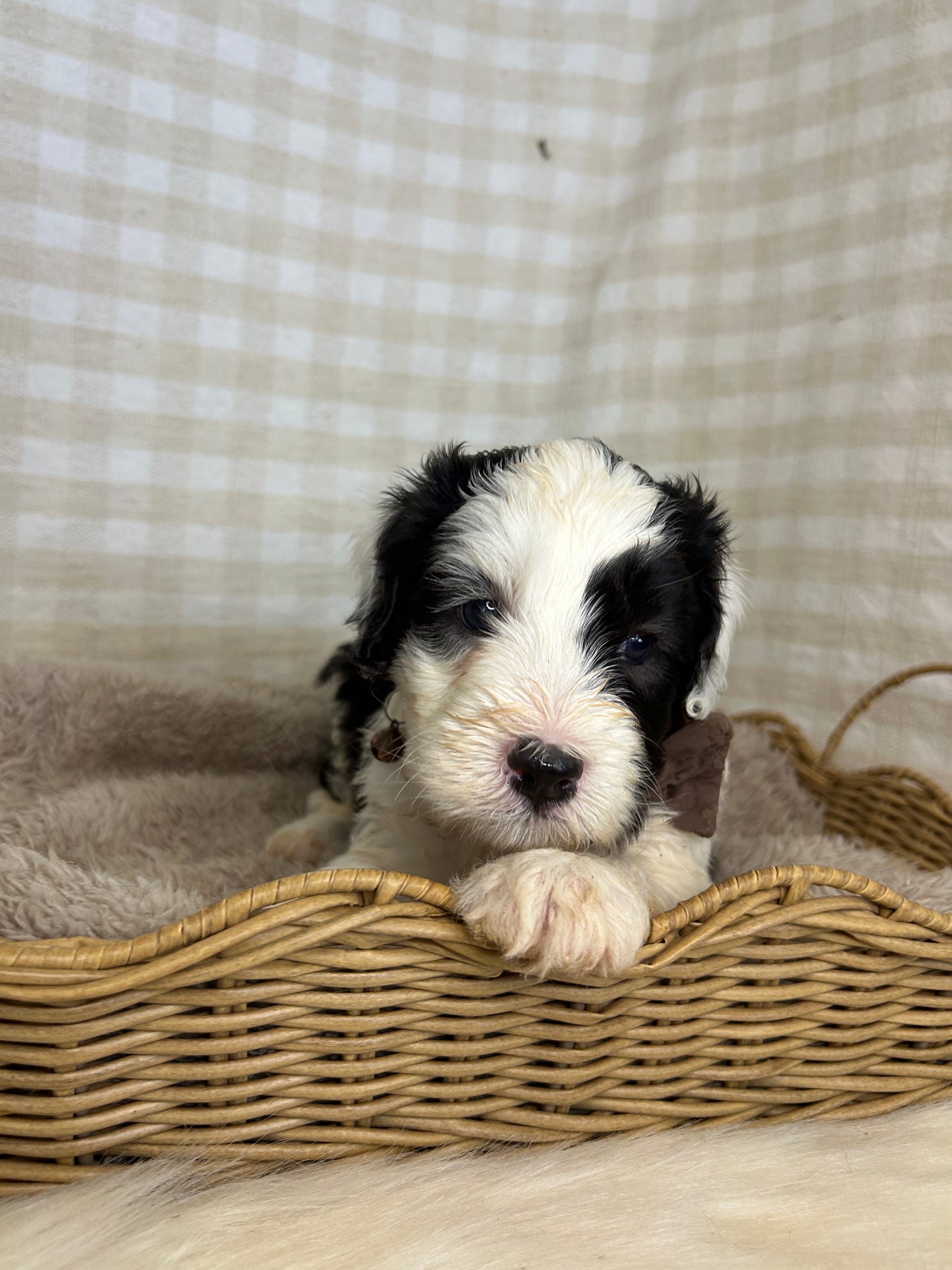 7 x F1 Mini Sheepadoodles (Old English Sheepdog x Mini Poodle)