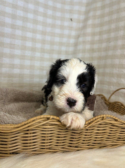 7 x F1 Mini Sheepadoodles (Old English Sheepdog x Mini Poodle)