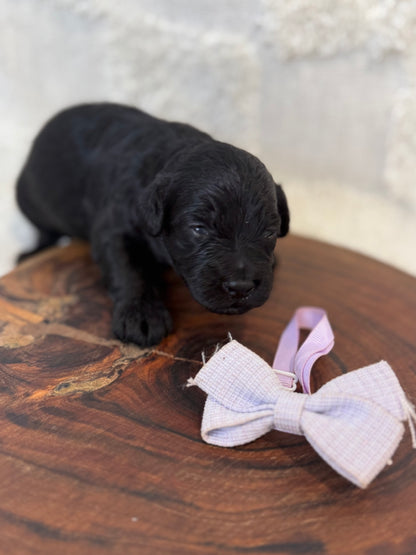 10 x Mini Aussiedoodles (Australian Shepherd x Mini Poodle)