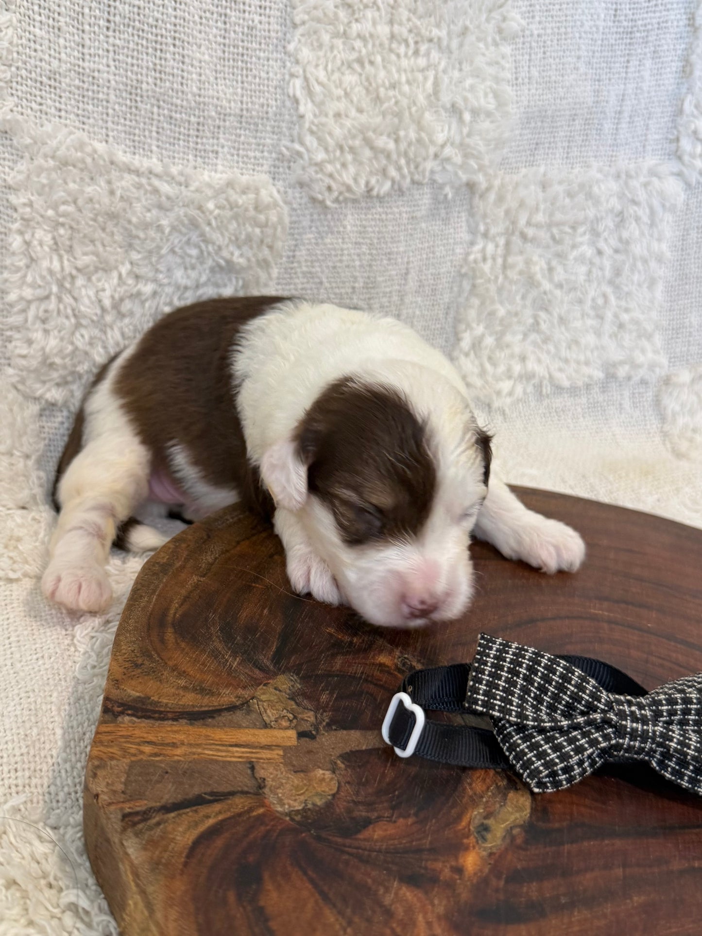 10 x Mini Aussiedoodles (Australian Shepherd x Mini Poodle)