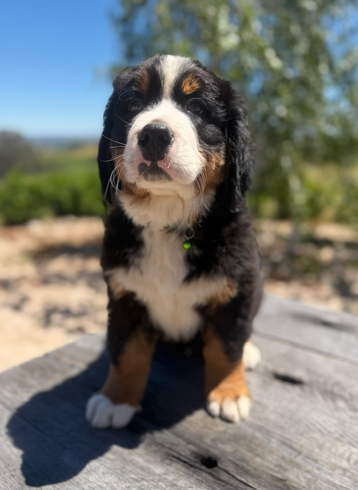 BEAR - Bernese Mountain Dogs (DNA Clear, Hip & Elbow Scored)