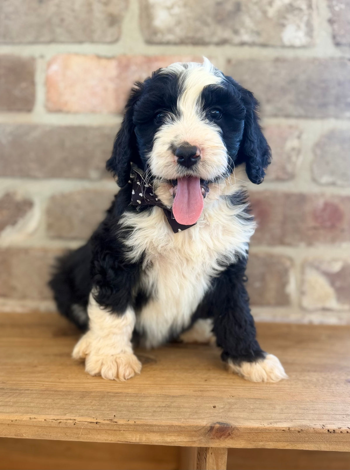 F1 Standard Bernedoodles (Bernese Mountain Dog x Standard Poodle)