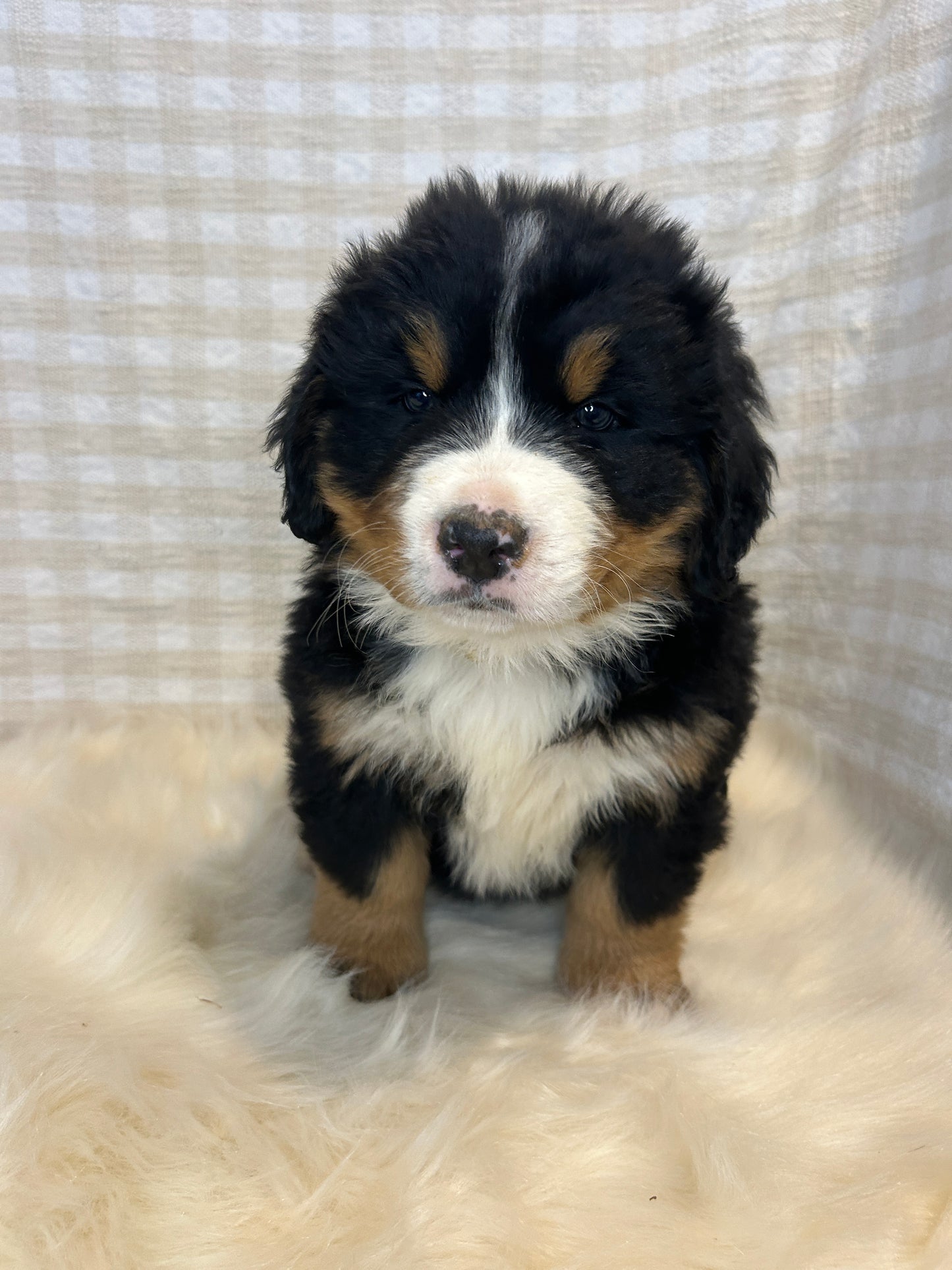 3 x Bernese Mountain Dogs (DNA Clear, Hip & Elbow Scored)