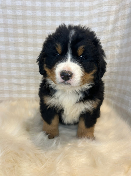 3 x Bernese Mountain Dogs (DNA Clear, Hip & Elbow Scored)