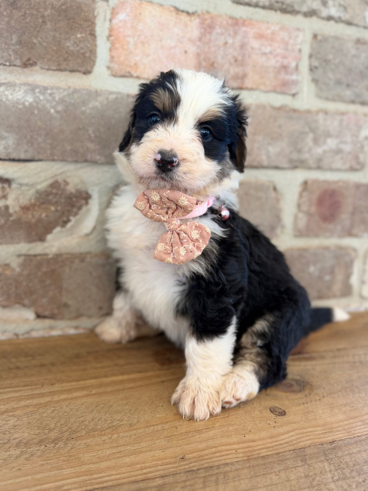 F1 Standard Bernedoodles (Bernese Mountain Dog x Standard Poodle)