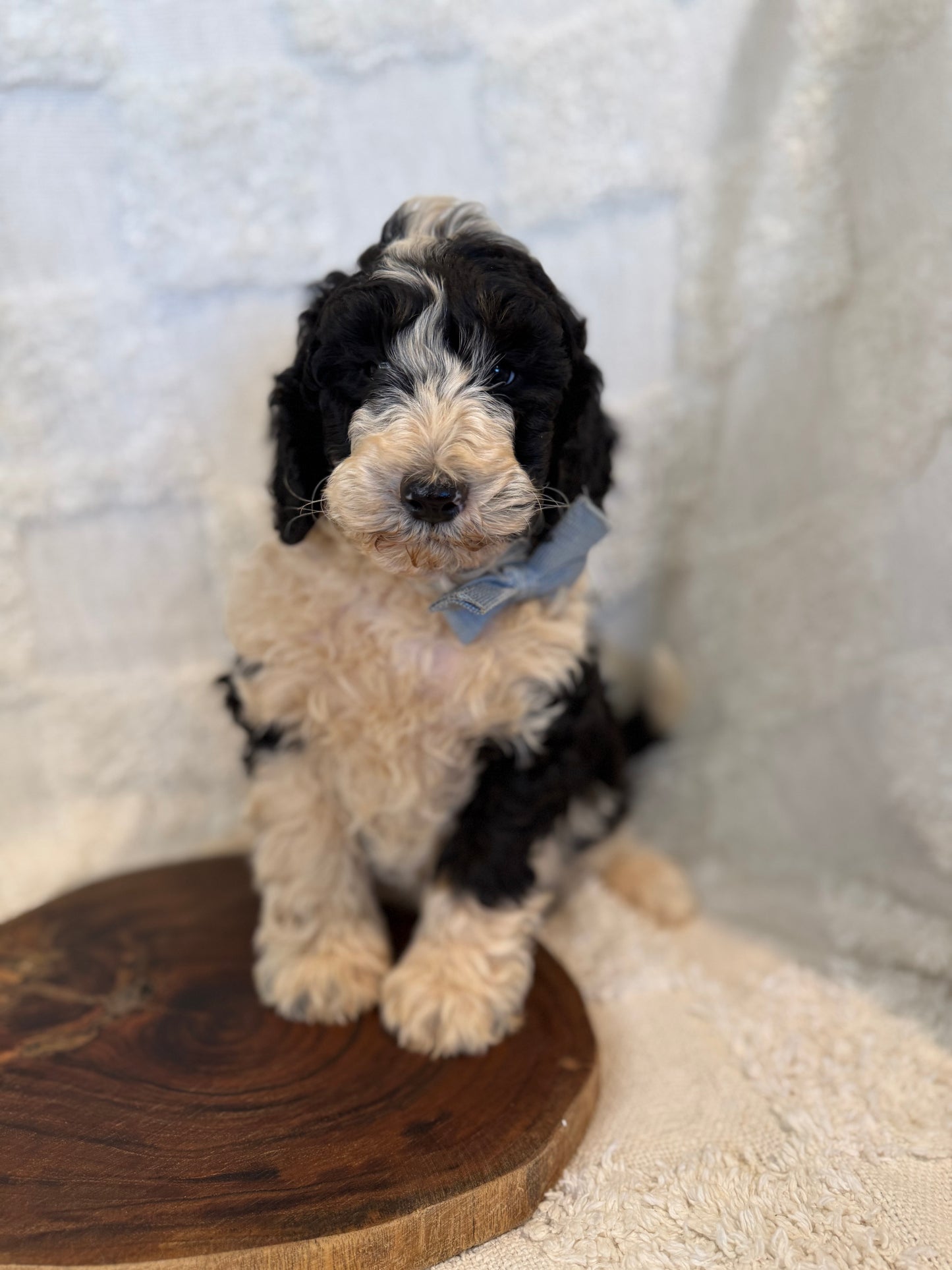 2 x F1b Medium Bernedoodles (Standard Bernedoodle x Mini Poodle)