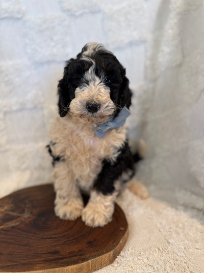 2 x F1b Medium Bernedoodles (Standard Bernedoodle x Mini Poodle)