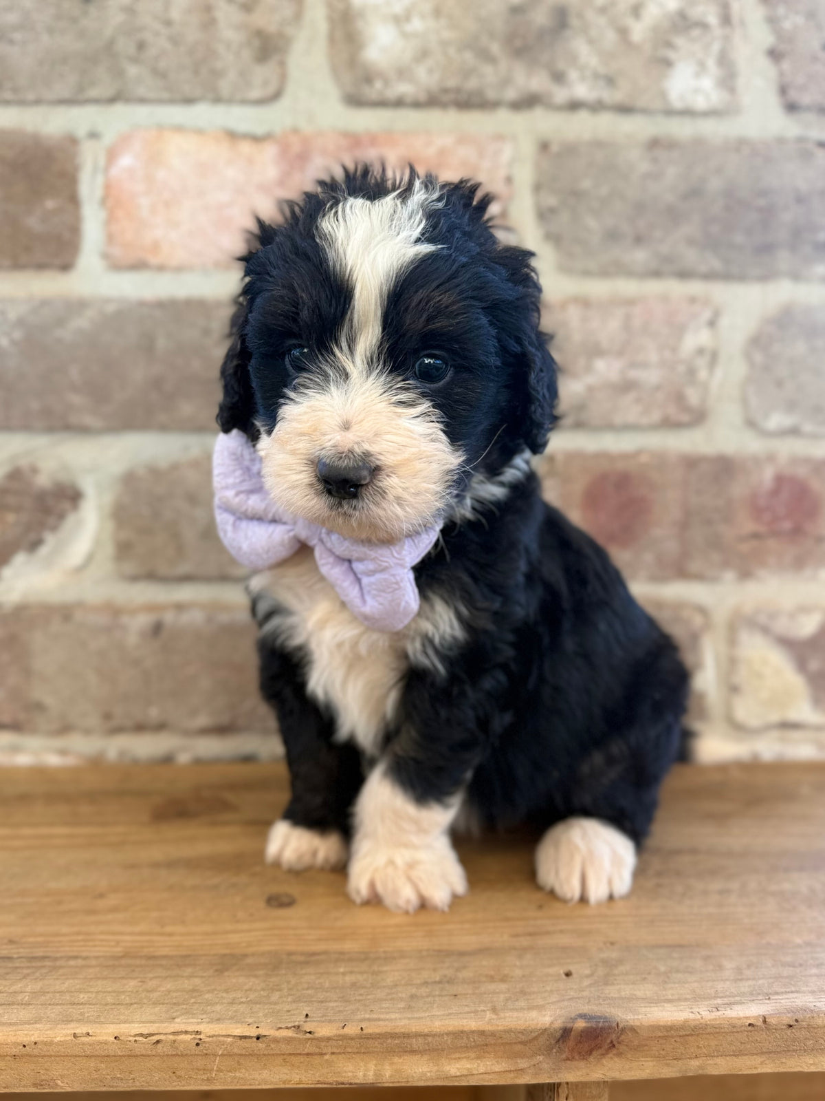 F1 Standard Bernedoodles (Bernese Mountain Dog x Standard Poodle)