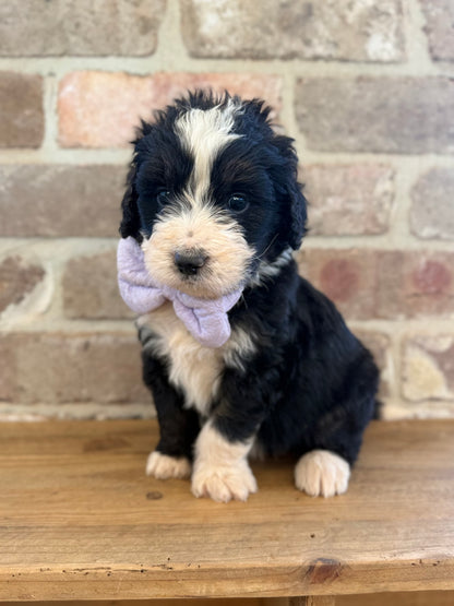 F1 Standard Bernedoodles (Bernese Mountain Dog x Standard Poodle)
