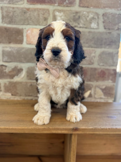 F1 Standard Bernedoodles (Bernese Mountain Dog x Standard Poodle)