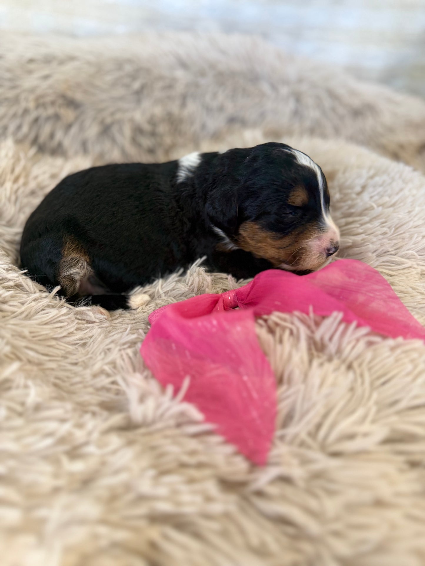 F1 Standard Bernedoodles (Bernese Mountain Dog x Standard Poodle)