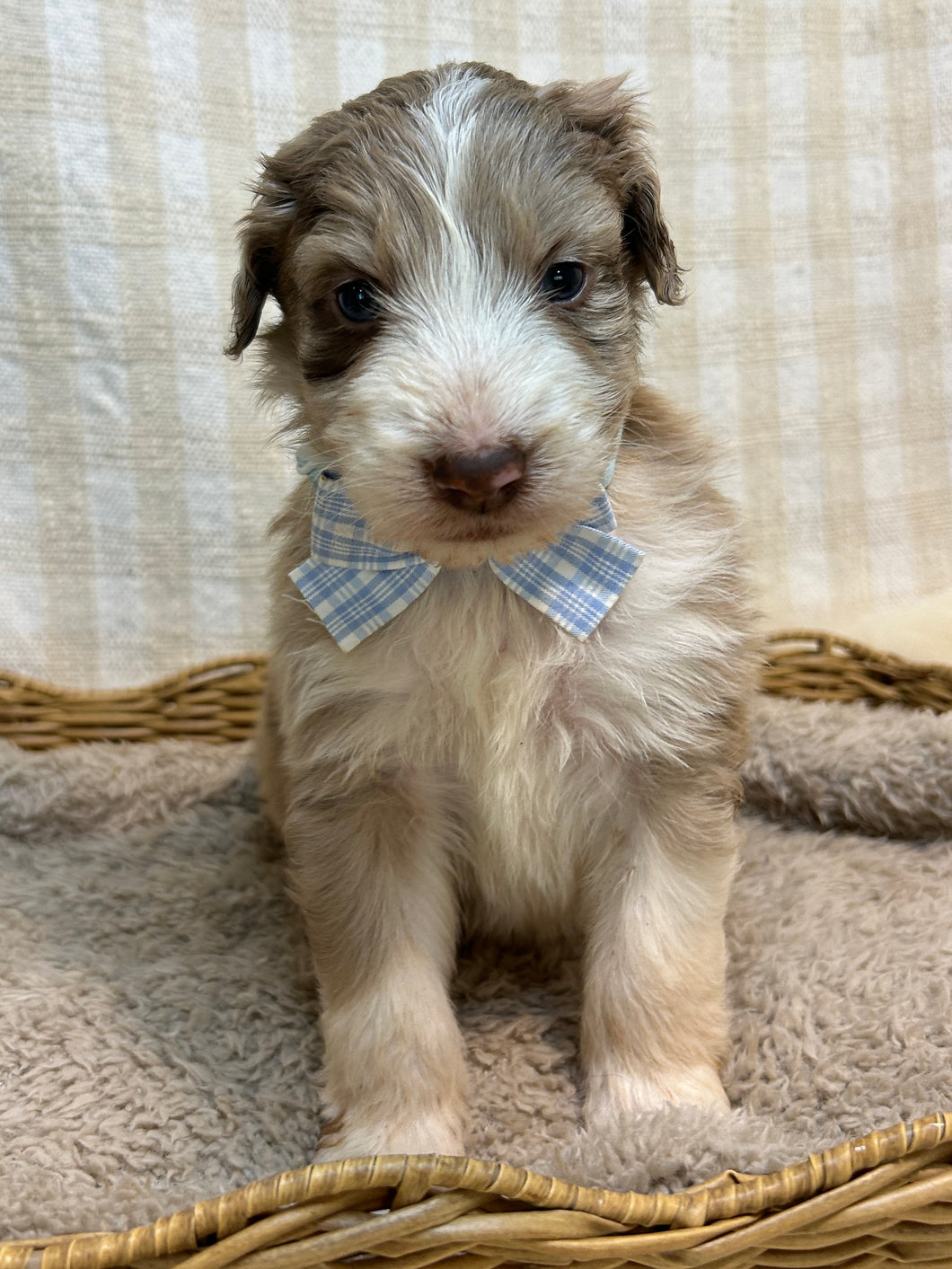 3 x Standard Aussiedoodles (Australian Shepherd x Standard Poodle)