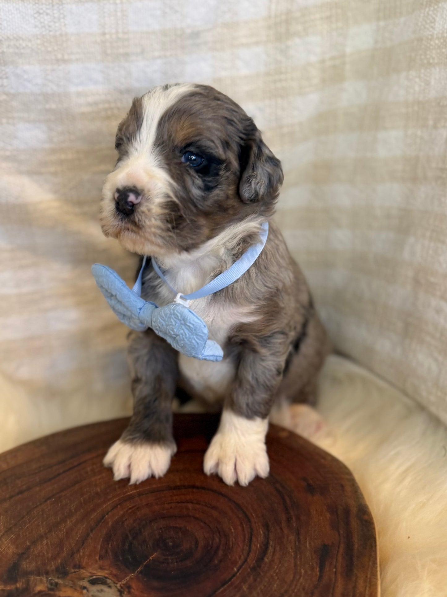 F1 Mini Bernedoodles (Bernese Mountain Dog x Mini Poodle)