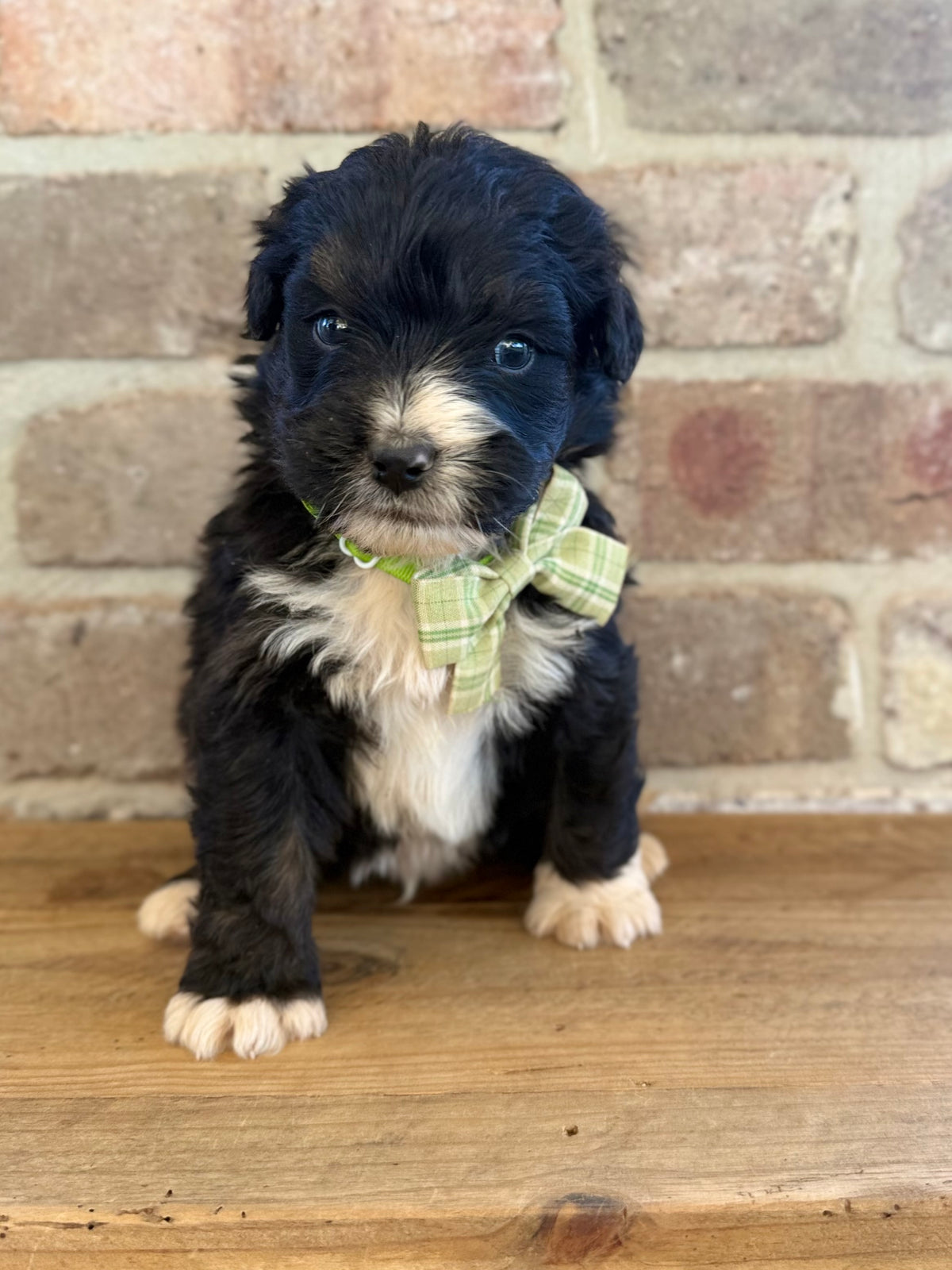 F1 Standard Bernedoodles (Bernese Mountain Dog x Standard Poodle)