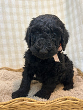 Load image into Gallery viewer, 3 x F1b Standard Bernedoodles (Standard Bernedoodle x Standard Poodle)
