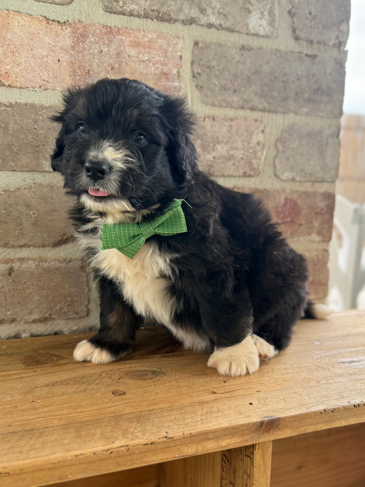 THEODORE - F1 Standard Bernedoodle (Bernese Mountain Dog x Standard Poodle)