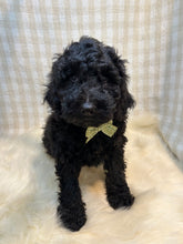Load image into Gallery viewer, 3 x F1b Standard Bernedoodles (Standard Bernedoodle x Standard Poodle)
