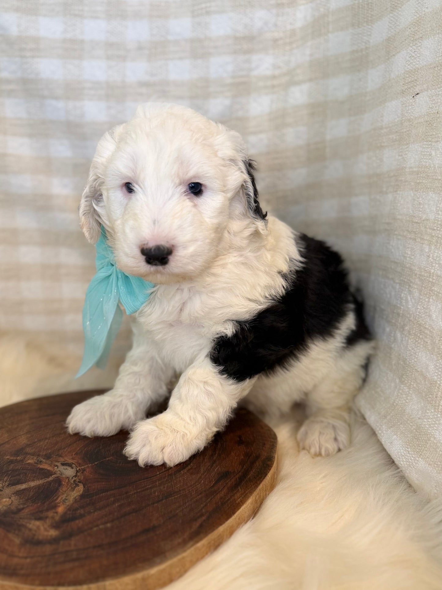 F1 Standard Sheepadoodles (Old English Sheepdog x Standard Poodle)
