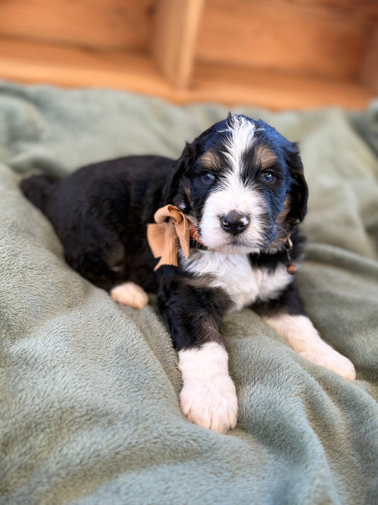F1 Standard Bernedoodles (Bernese Mountain Dog x Standard Poodle)