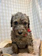 Load image into Gallery viewer, 3 x F1b Standard Bernedoodles (Standard Bernedoodle x Standard Poodle)
