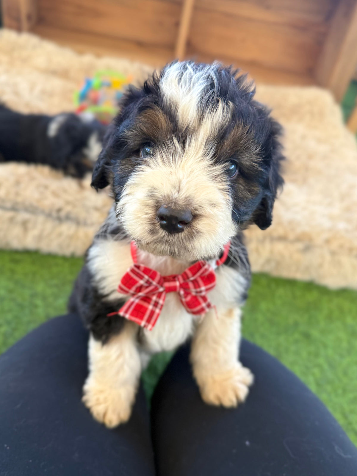 PERCY - F1 Standard Aussiedoodle (Australian Shepherd x Mini Poodle)