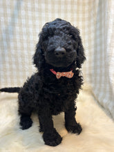 Load image into Gallery viewer, 3 x F1b Standard Bernedoodles (Standard Bernedoodle x Standard Poodle)
