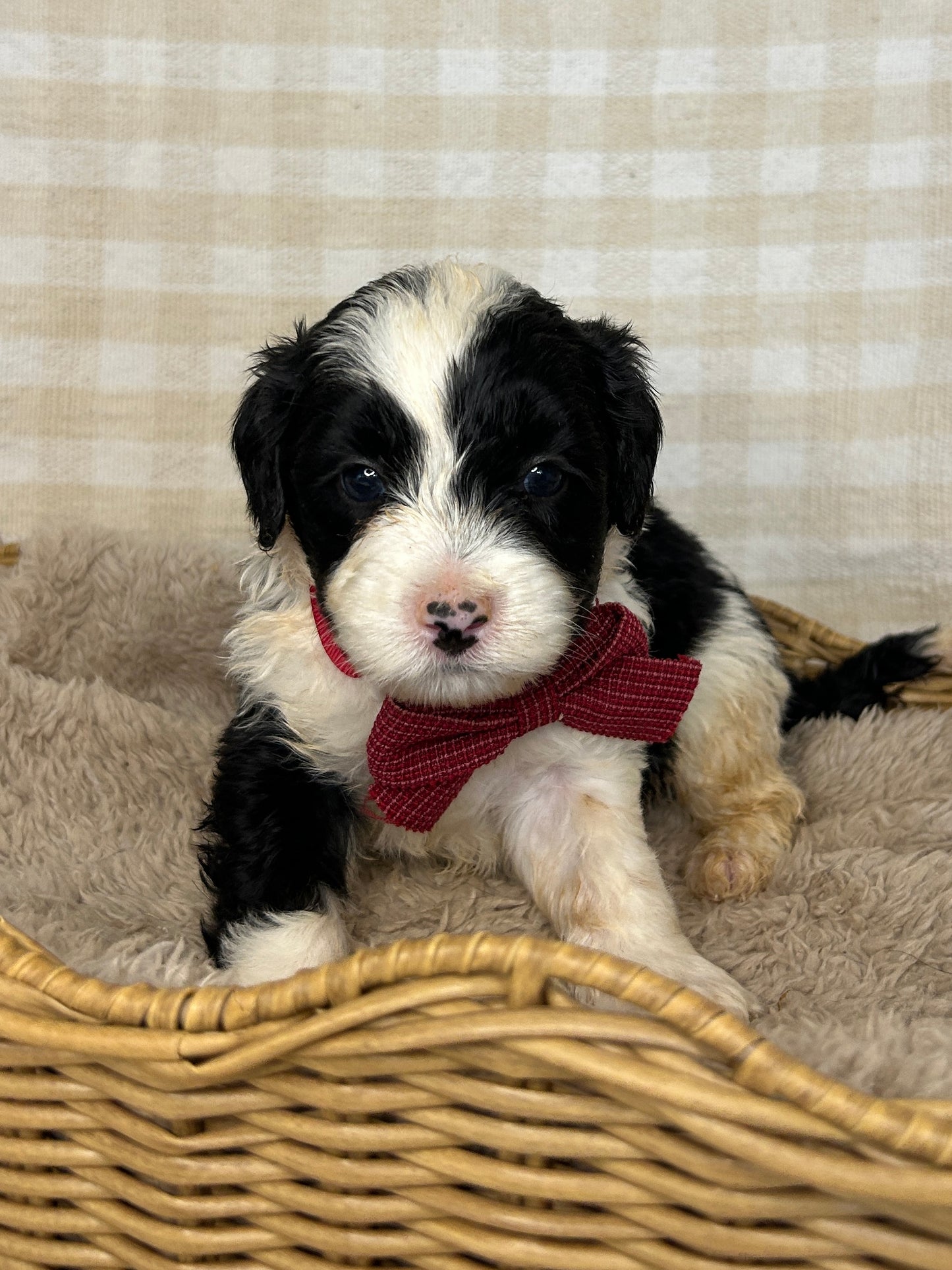 7 x F1 Mini Sheepadoodles (Old English Sheepdog x Mini Poodle)