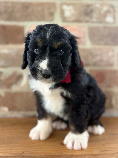 F1 Standard Bernedoodles (Bernese Mountain Dog x Standard Poodle)