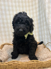 Load image into Gallery viewer, 3 x F1b Standard Bernedoodles (Standard Bernedoodle x Standard Poodle)
