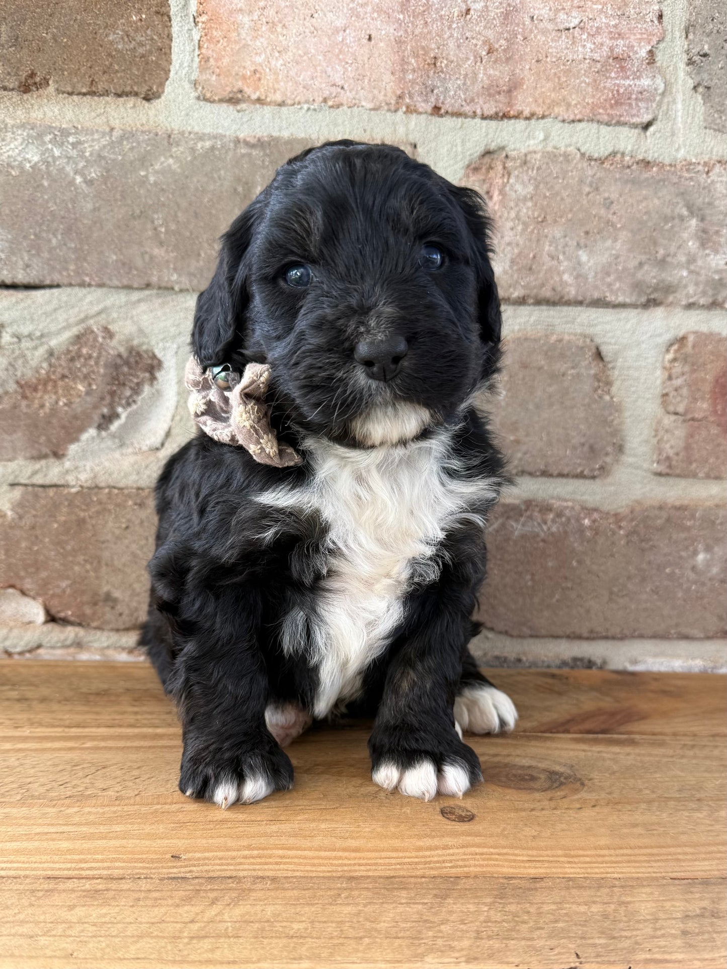 F1 Standard Bernedoodles (Bernese Mountain Dog x Standard Poodle)