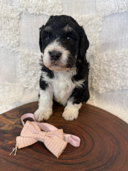 3 x F1b Medium Bernedoodles (Standard Bernedoodle x Mini Poodle)