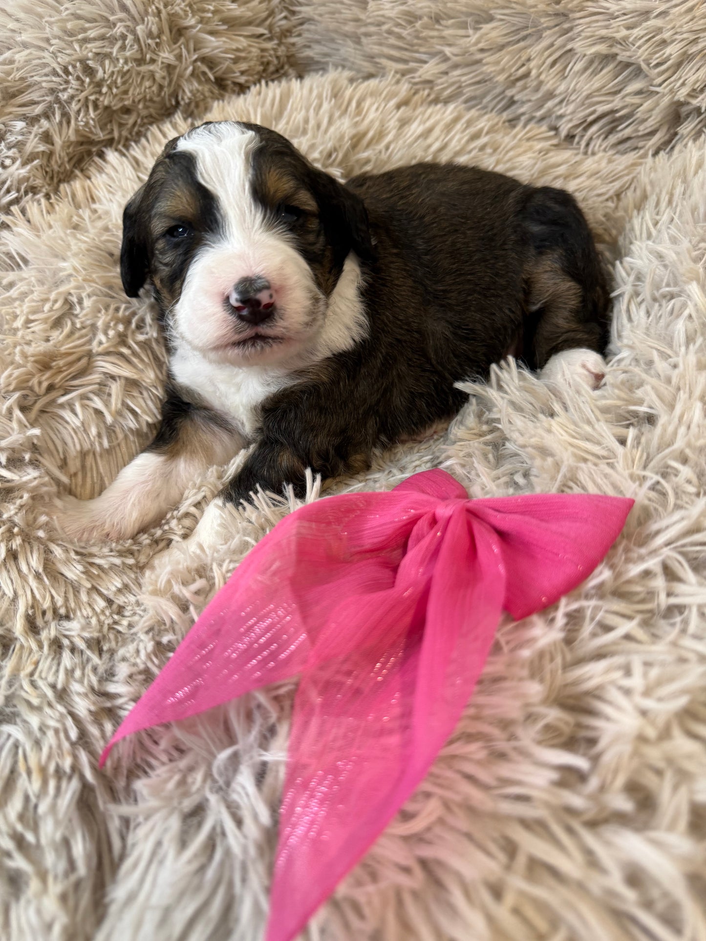 F1 Standard Bernedoodles (Bernese Mountain Dog x Standard Poodle)