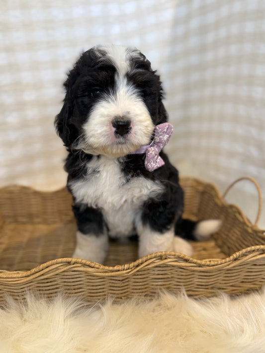 2 x F1 Standard Bernedoodles (Standard Poodle x Bernese Mountain Dog)