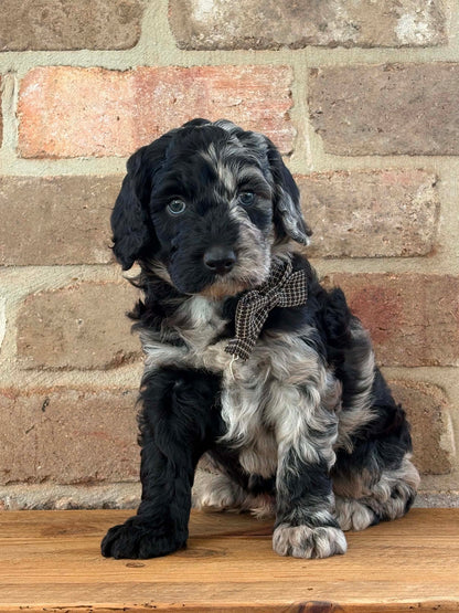 F1b Medium Bernedoodles (Standard Bernedoodle x Mini Poodle)