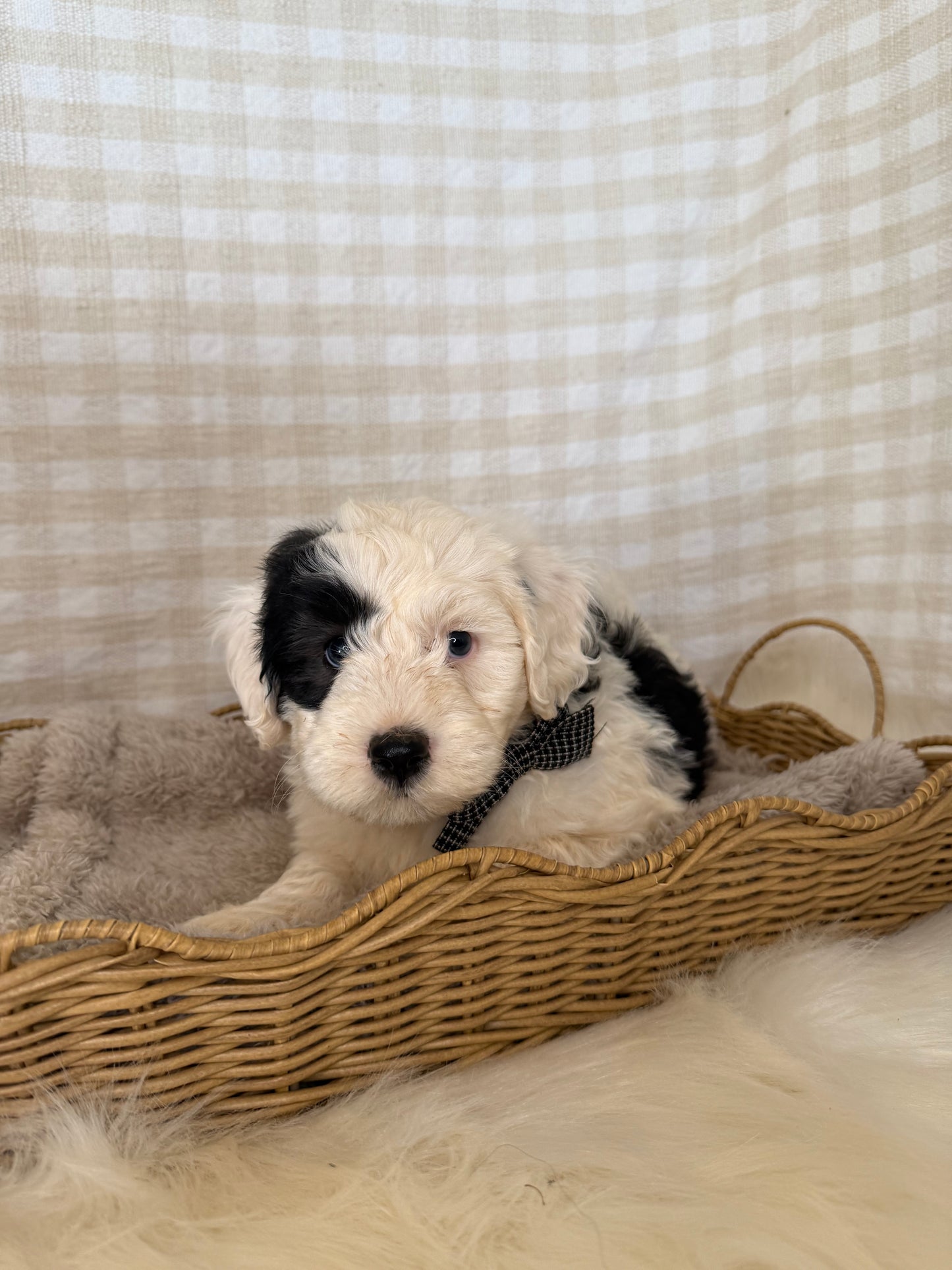 3 x F1 Mini Sheepadoodles (Old English Sheepdog x Mini Poodle)