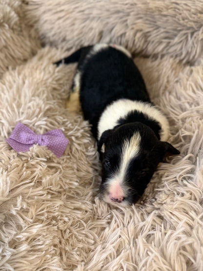 F1 Standard Sheepadoodles (Old English Sheepdog x Standard Poodle) READY EARLY DECEMBER