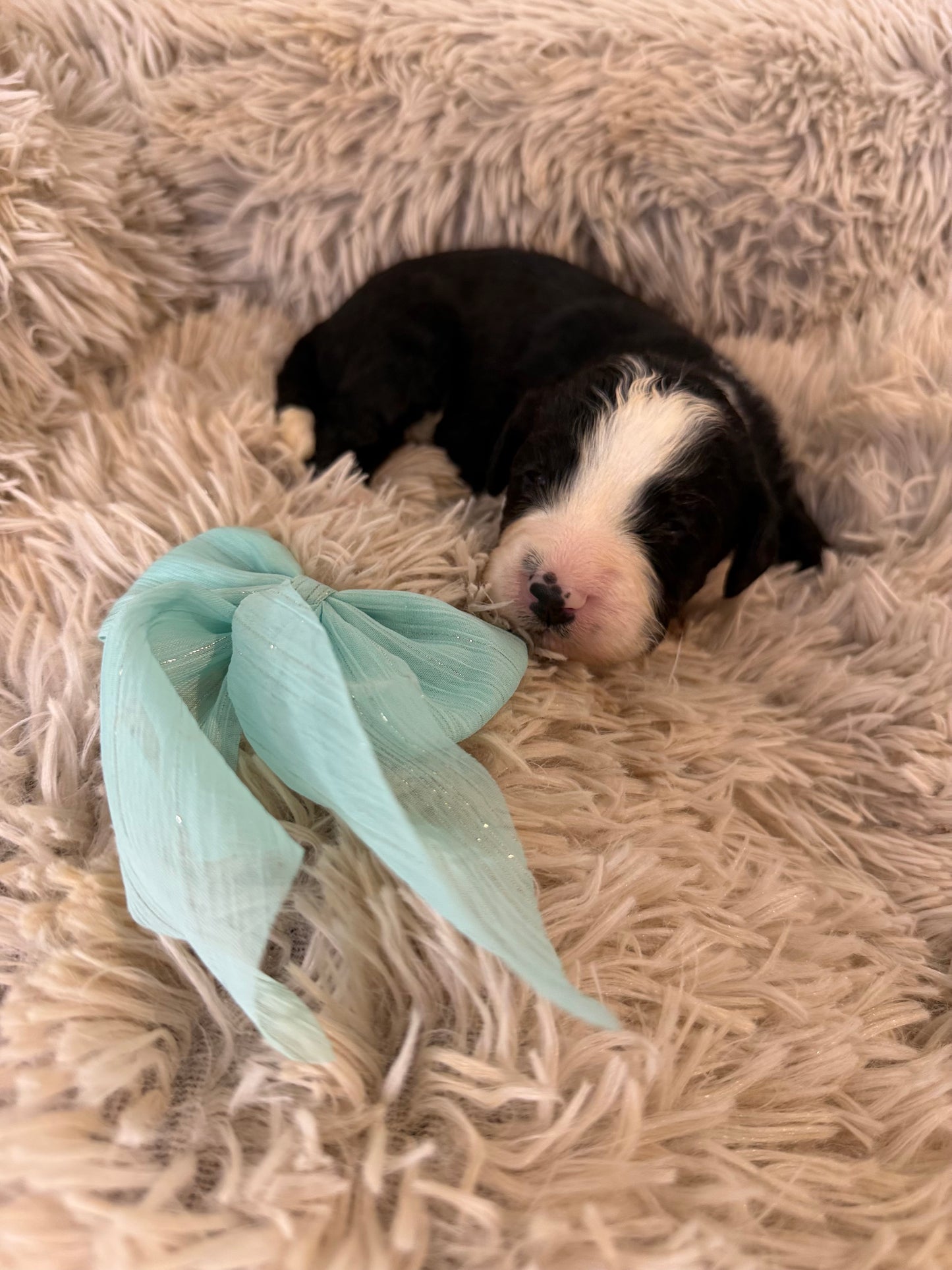 F1 Standard Bernedoodles (Bernese Mountain Dog x Standard Poodle)